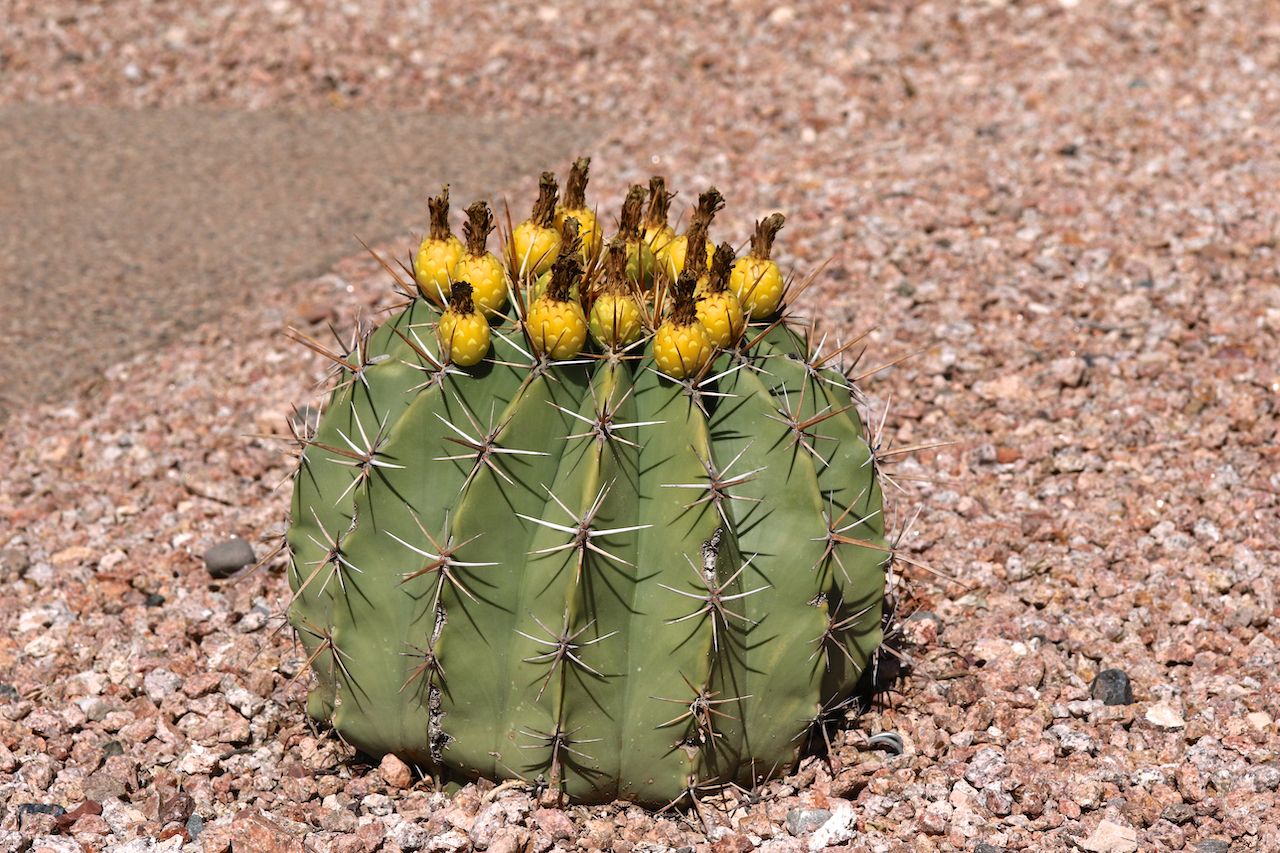 barrel cactus with fruit