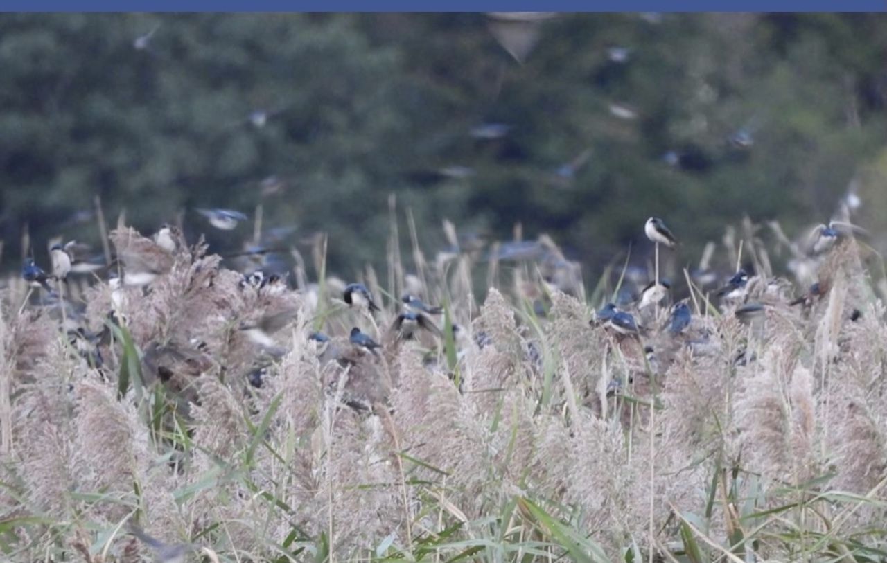 Blue tree swallows resting on pale colored reeds