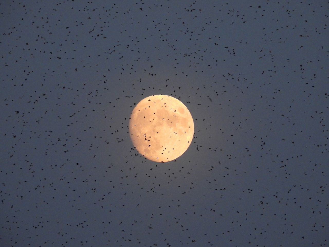 Hundreds of swallows flying in front of a full moon
