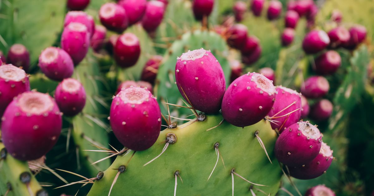 These Edible Cacti Are Gorgeous