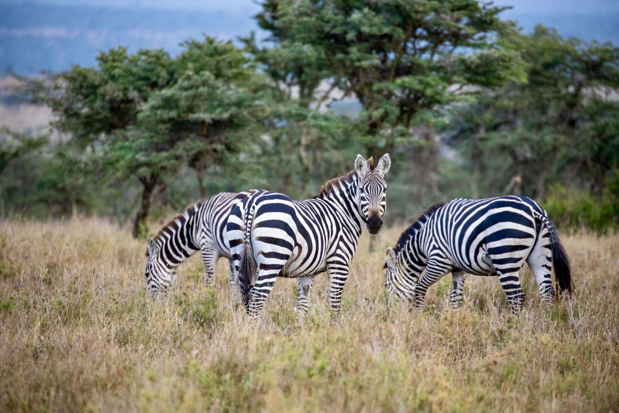 Zebra in Laikipia, Kenya, with one looking at the camera 
