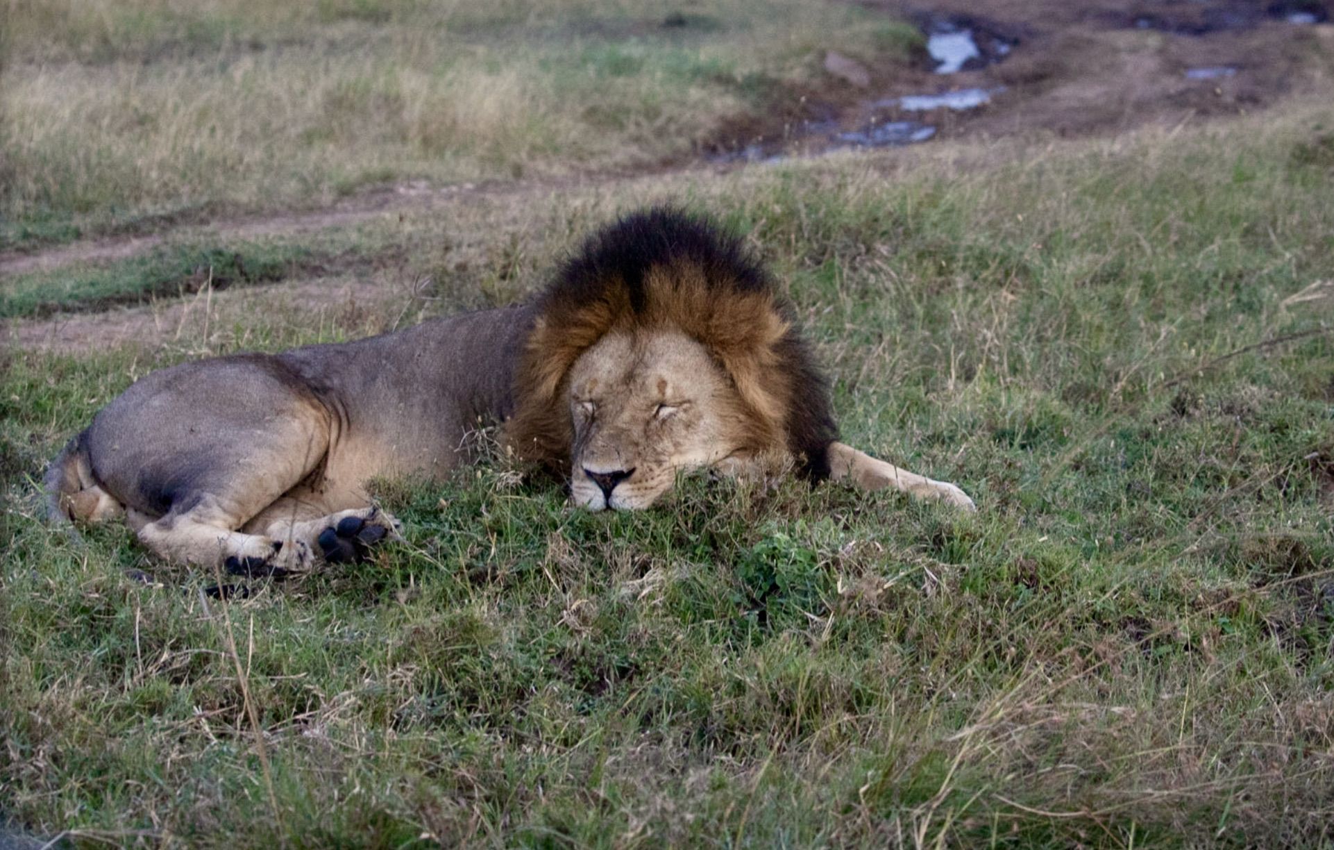 Lion sleeping in the Great Plains Kenya