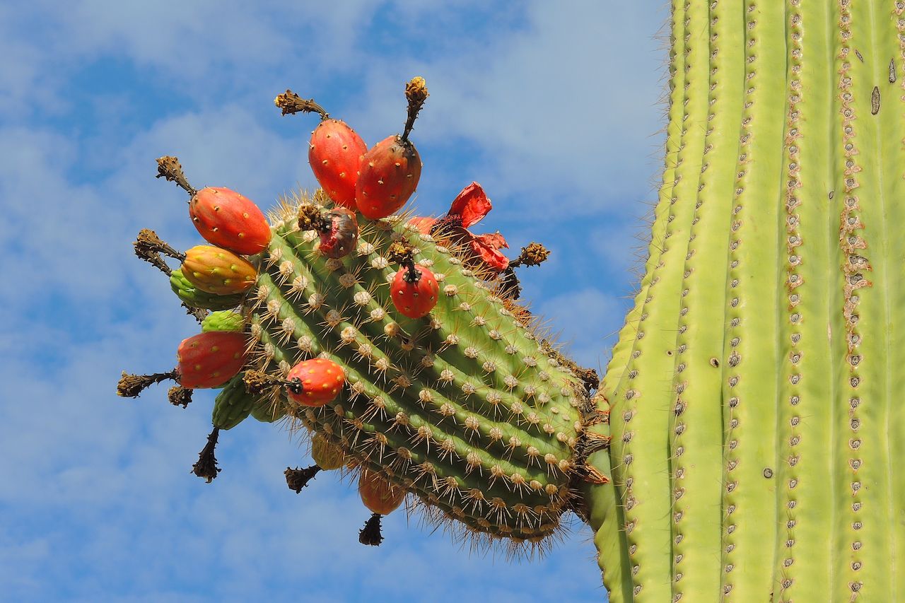 saguaro cactus edible fruit