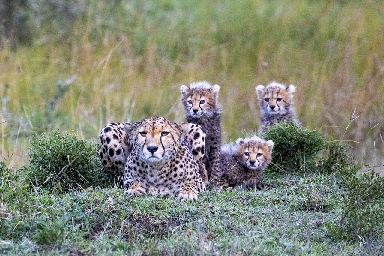 Mother cheetah and three cubs