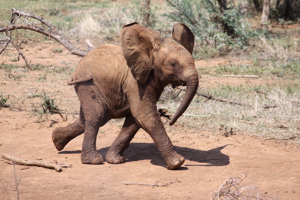 baby elephant 