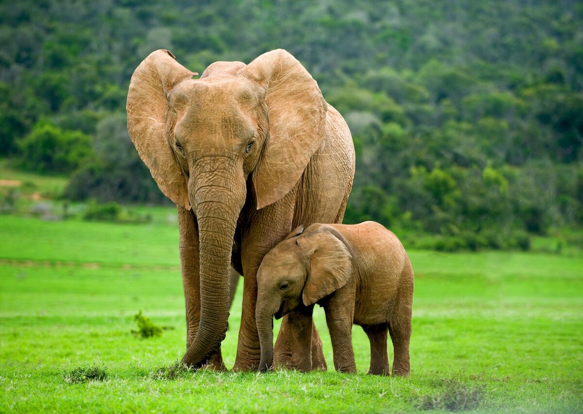 Kenya Had an Elephant 'Baby Boom' and Now You Can Adopt One
