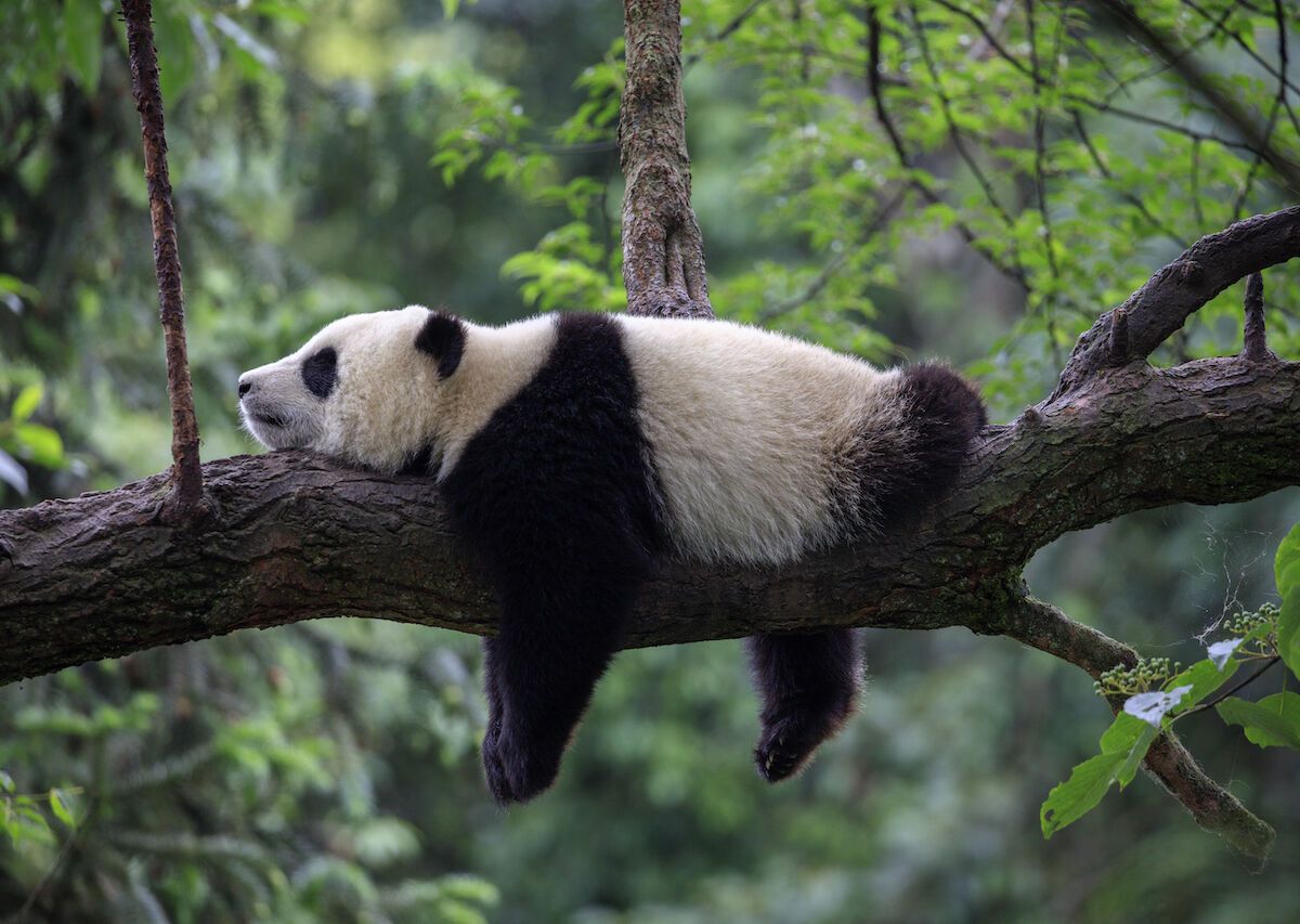 My Tryst With a Chinese Panda