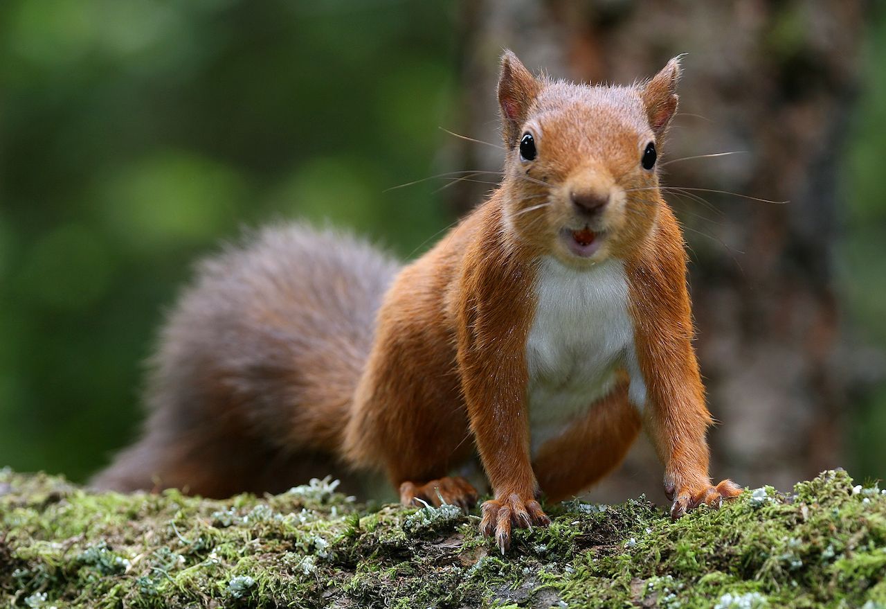 Red Squirrel (Sciurus vulgaris) taken at Montreathmont Forest, Angus, Scotland.