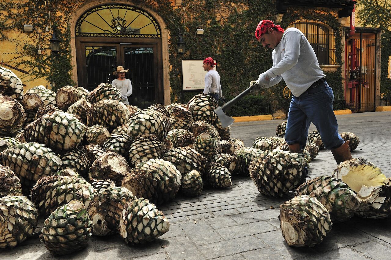 chopping blue weber agave pina tequila mexico