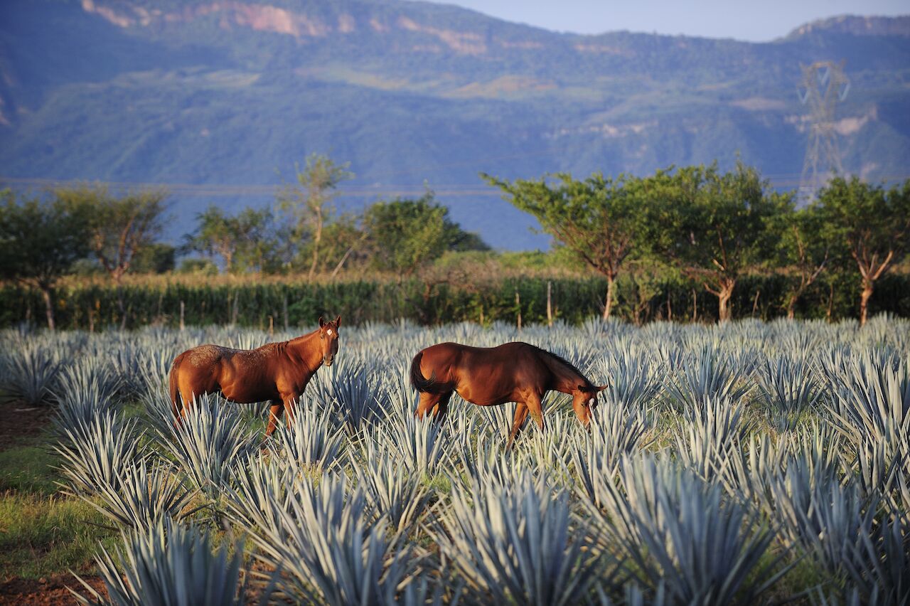 horses at agave field tequila mexico