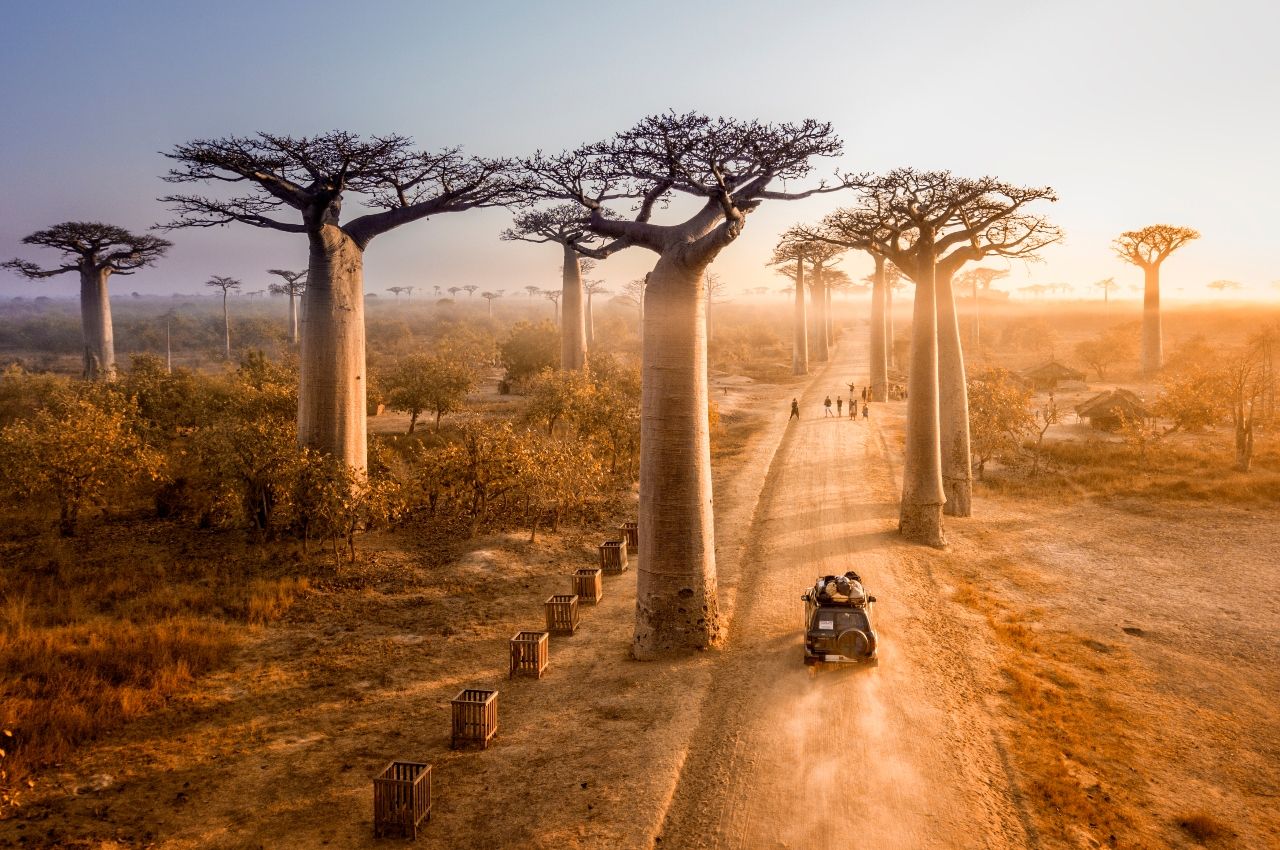Avenue Baobabs in Madagascar a zodiac travel destination for Sagittarius
