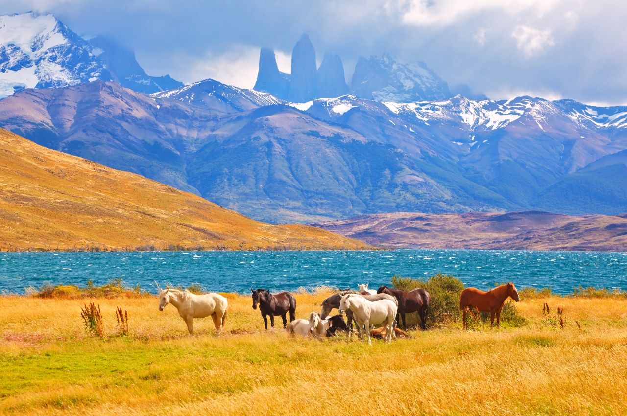 Wild horses at Torres del Paine, Chile, a zodiac travel destination for Sagittarius