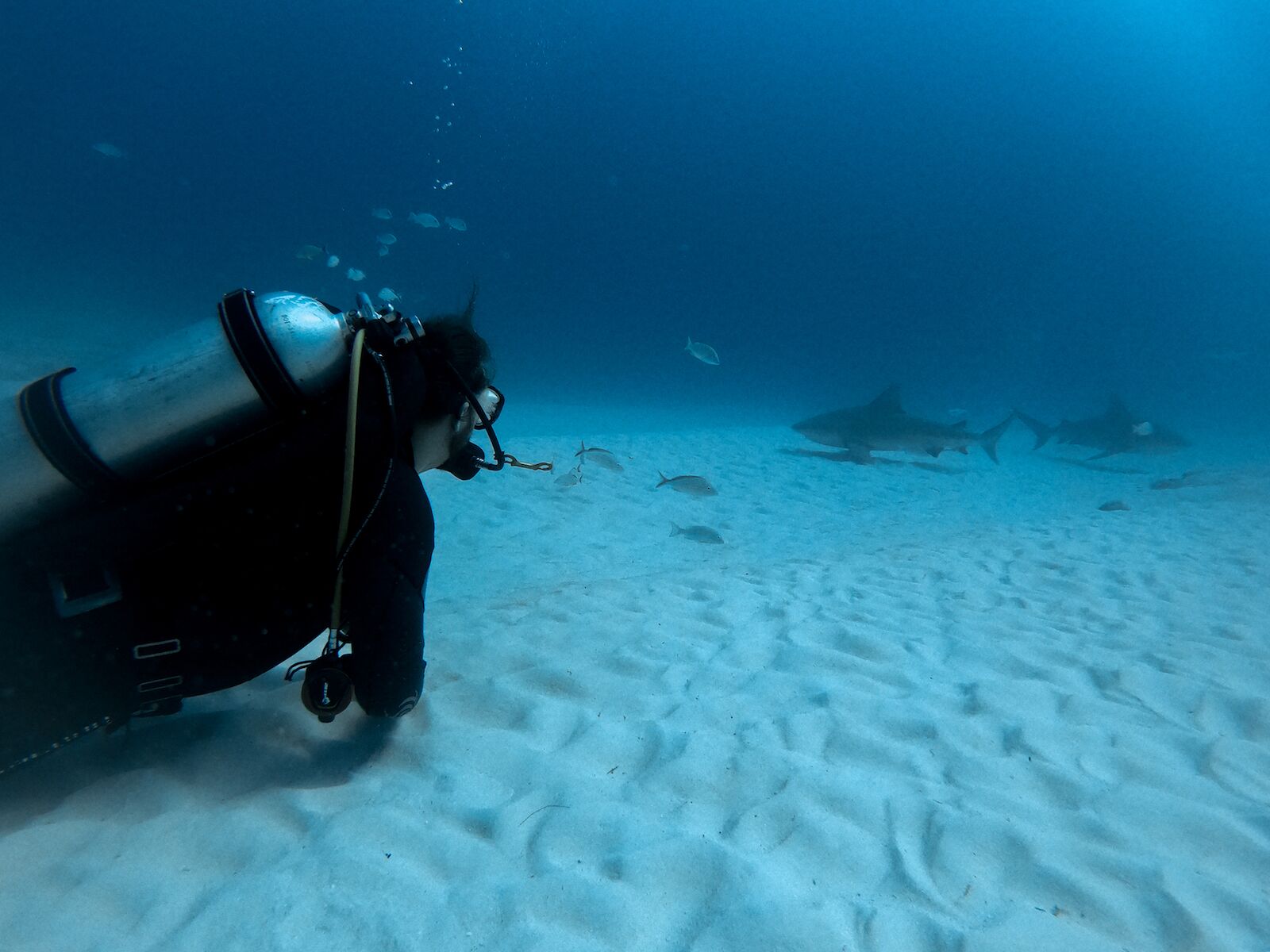 Two bull sharks nearby while shark diving in playa del carmen