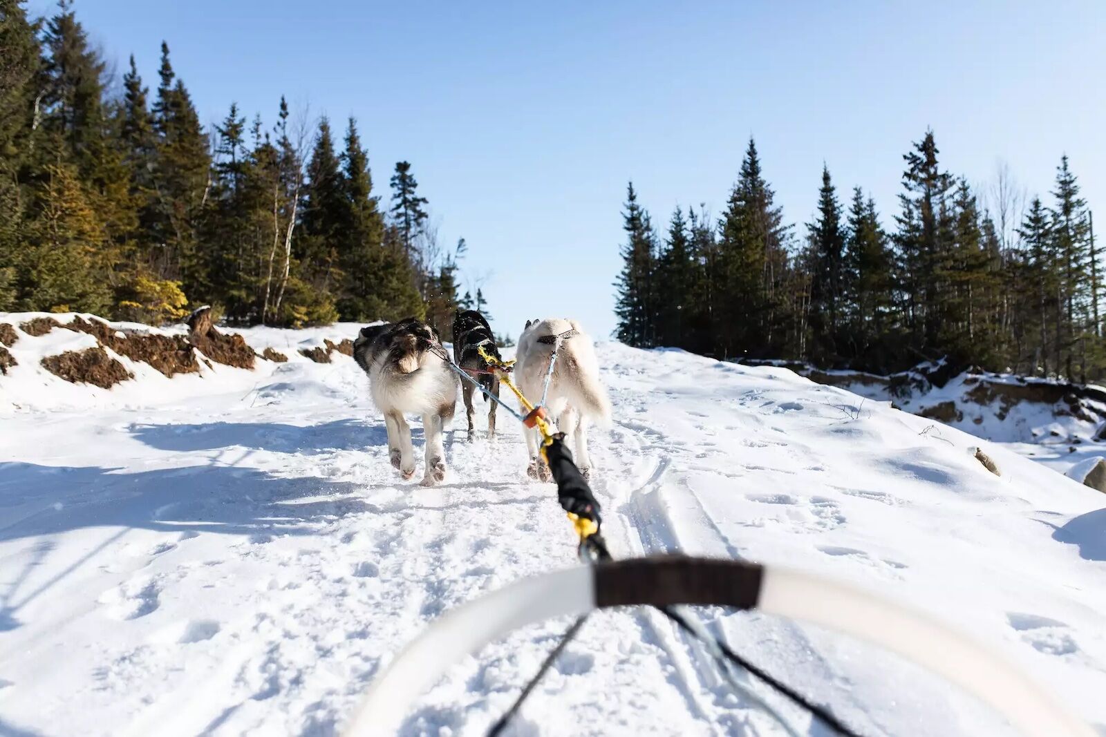 Passenger view while on a dog sled at Club Med Quebec
