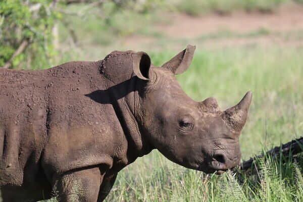 white rhino south africa omicron