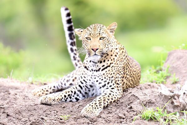 south africa omicron, cheetah on safari