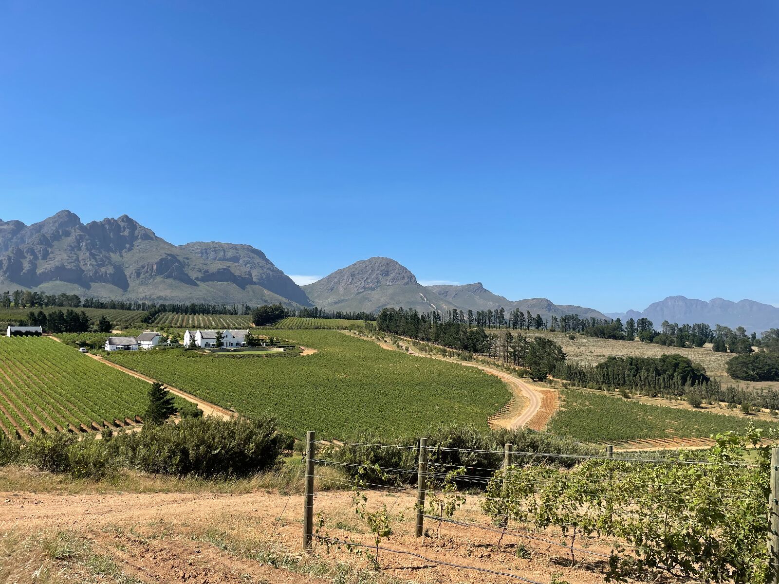 south africa omicron, wine country