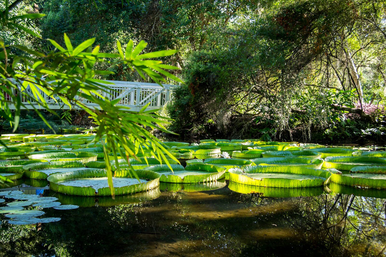 Victoria lily pads in a garden