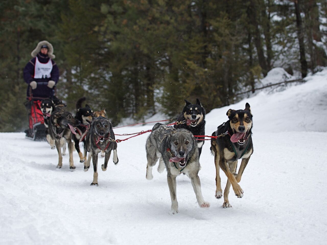 Snow Dog Super Mush Dog Sled Race 
