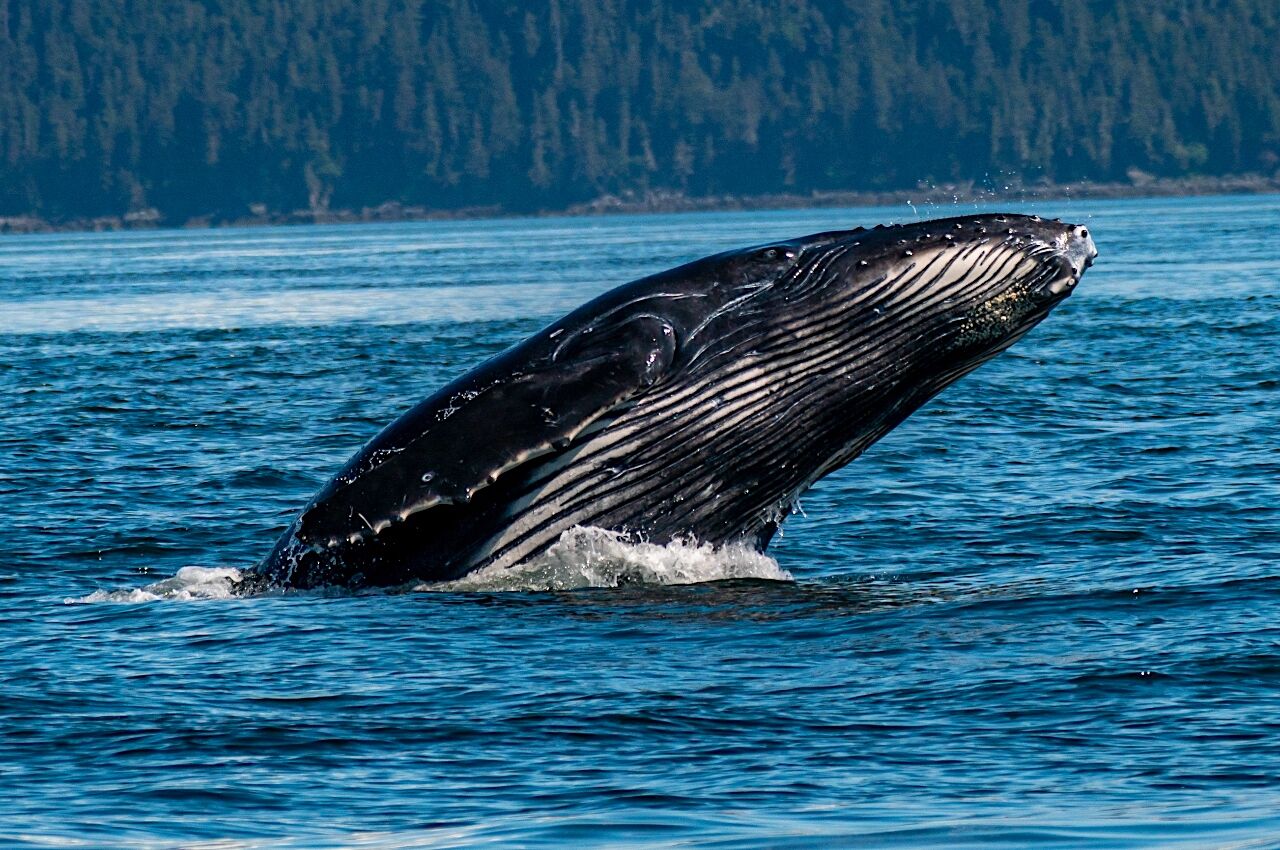 Whale breaching in Tongass National Park 