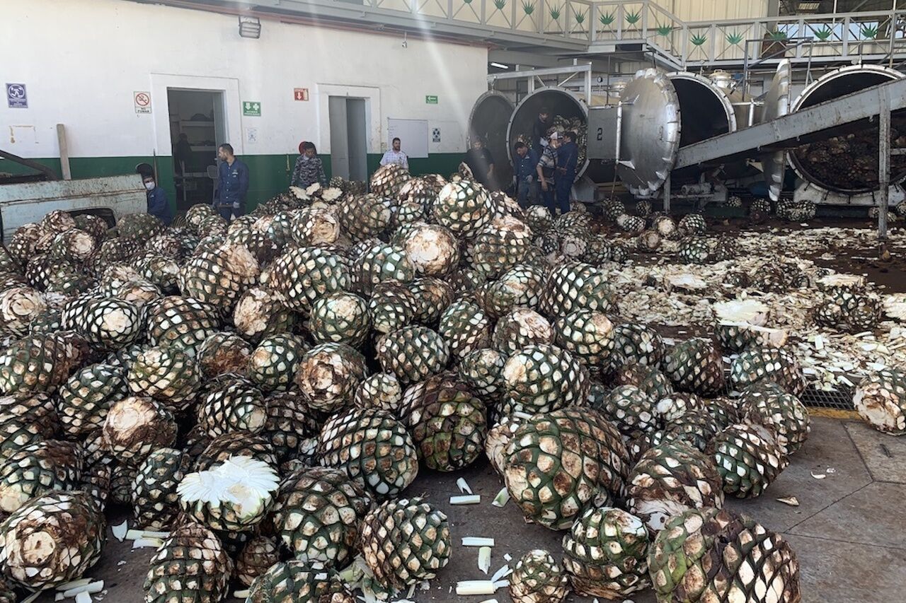 agave pinas in tequila, mexico's el tequileno distillery