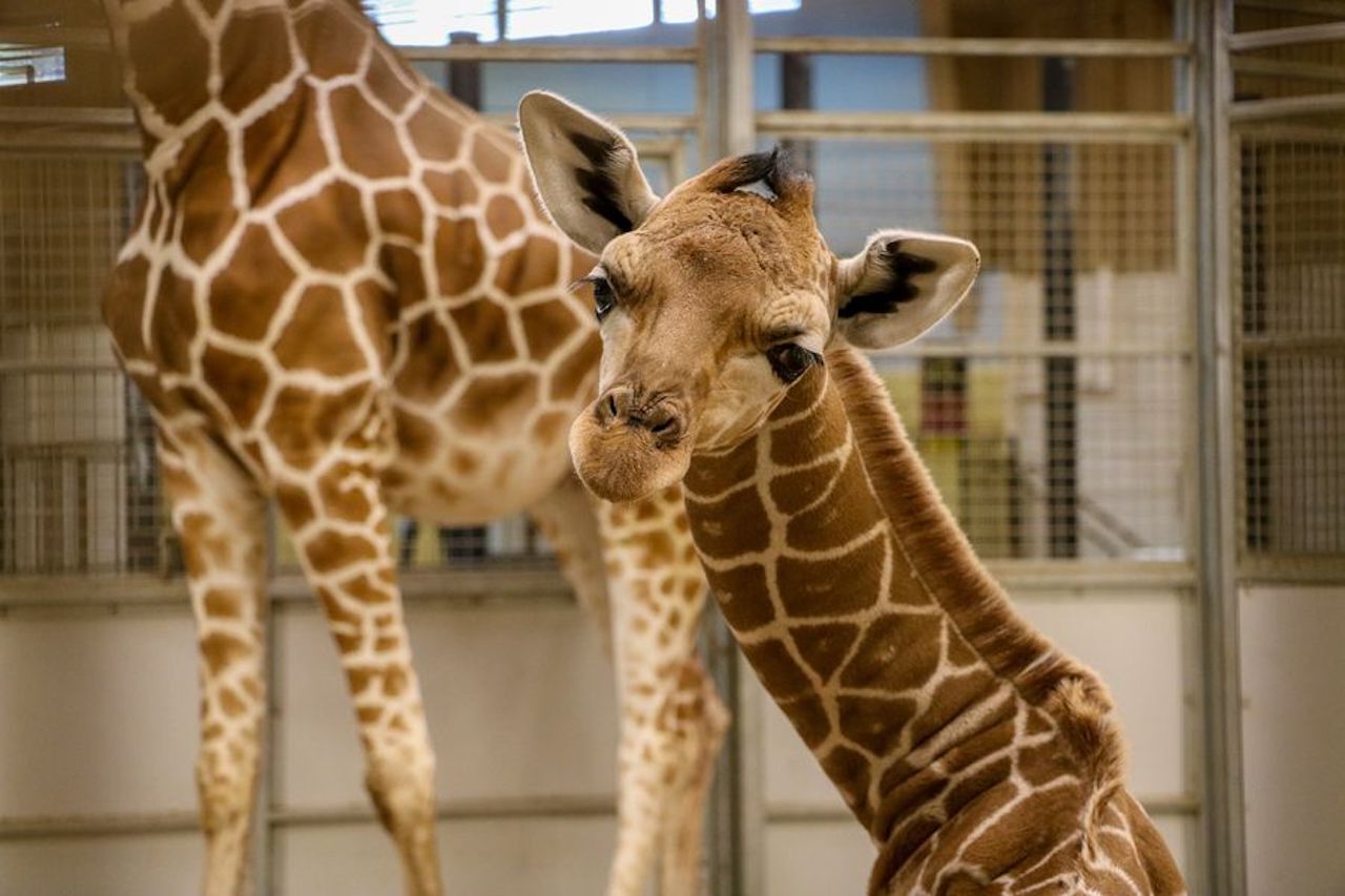 Cute baby giraffe at the Omaha Zoo