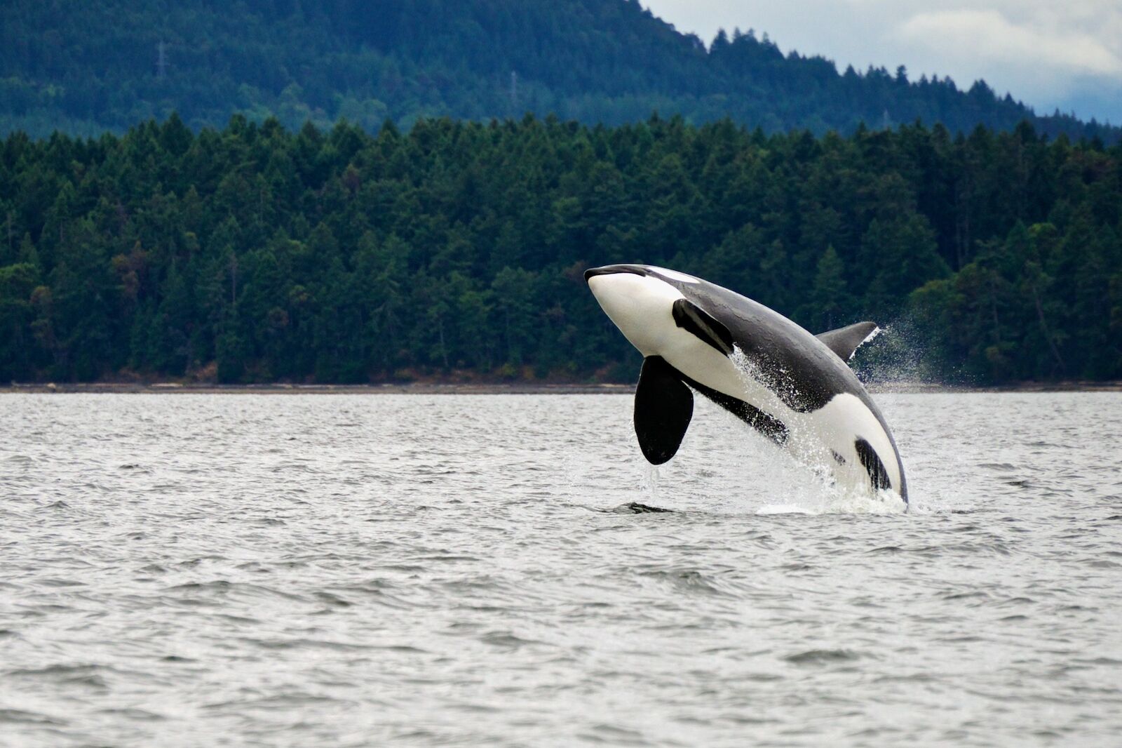 orca jumping near San Juan islands .jpg