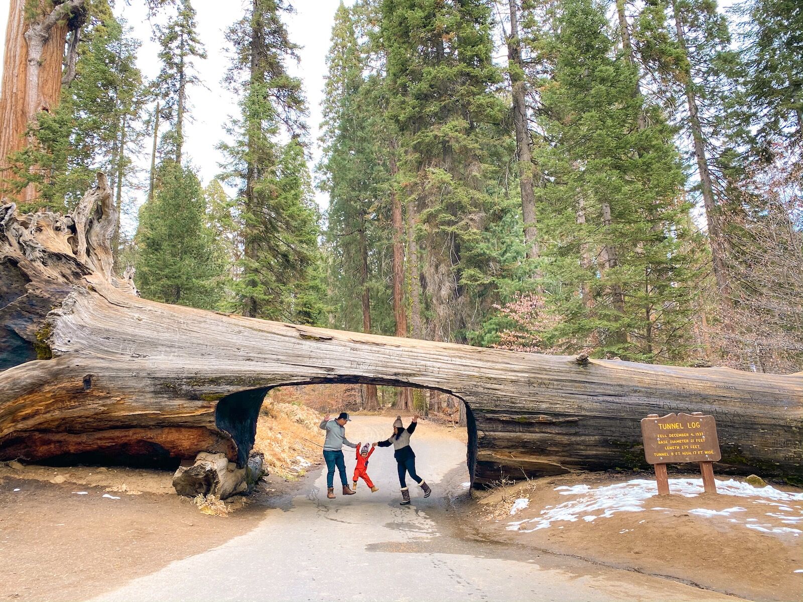 Sequoia National Park's tunnel tree