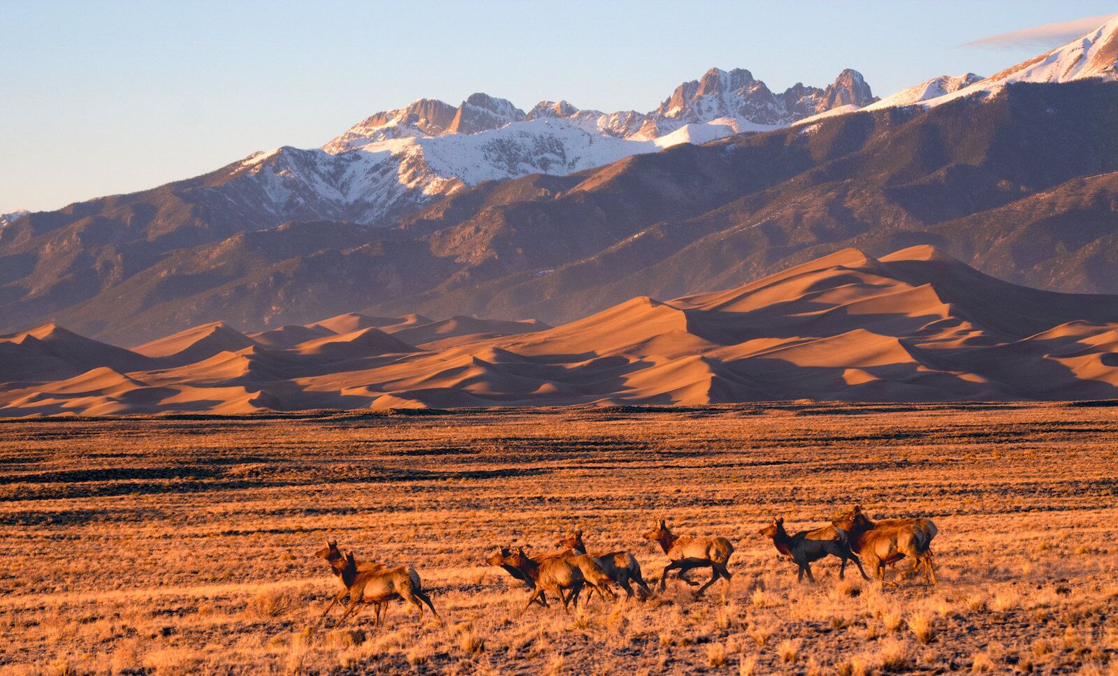 Young Elk Running in front of Dunes and Sangre de Cristo Mountains