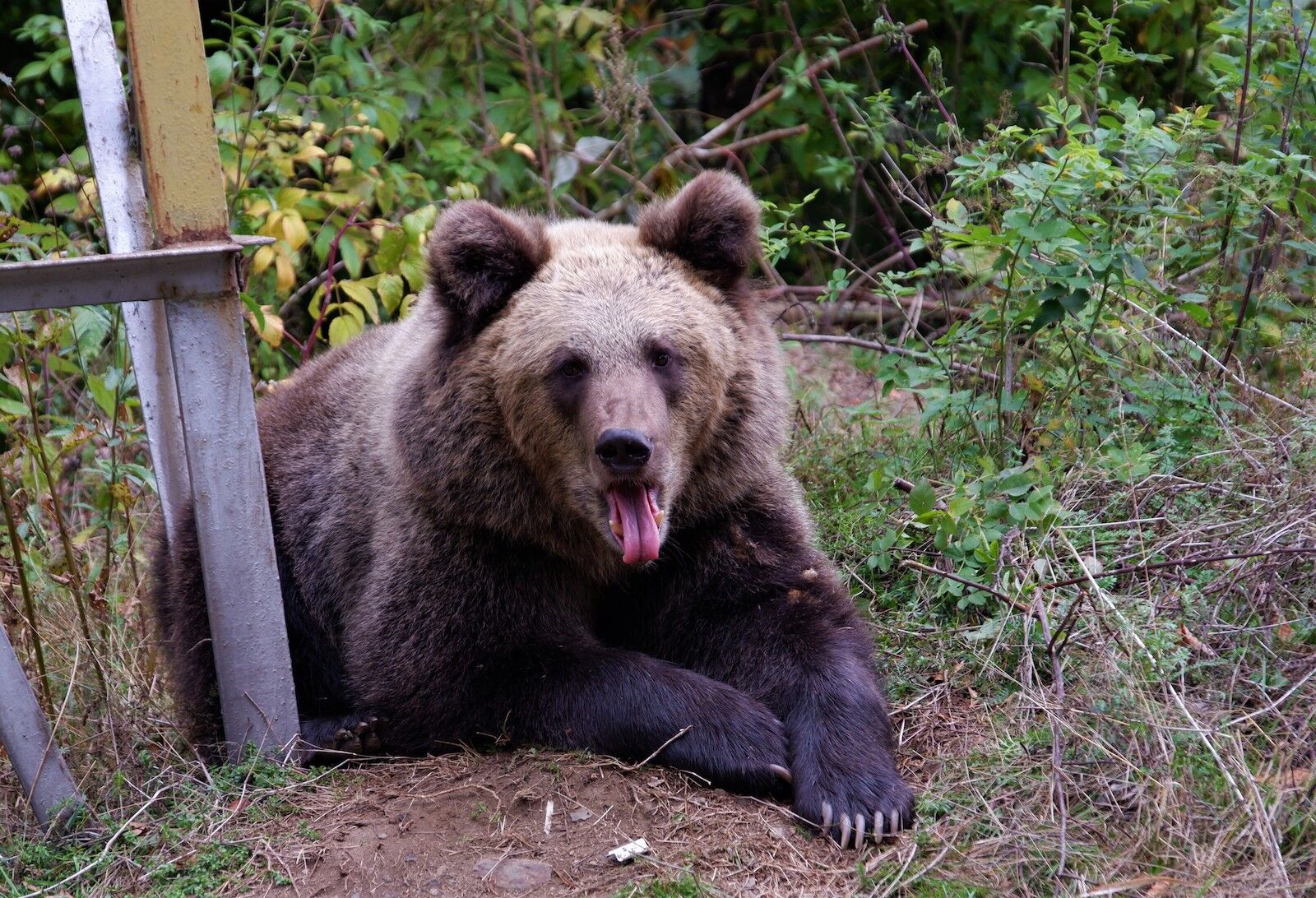 Alaska Grizzly Bear In Town Funny Brewer Cyre1940   Bear In Romanian Santuary  