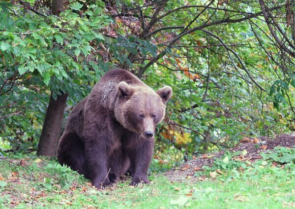 Where To See Grizzly Bears In Romania From Sanctuaries To The Wilderness   Brown Bears In Romania Bear In Grass  600x424 