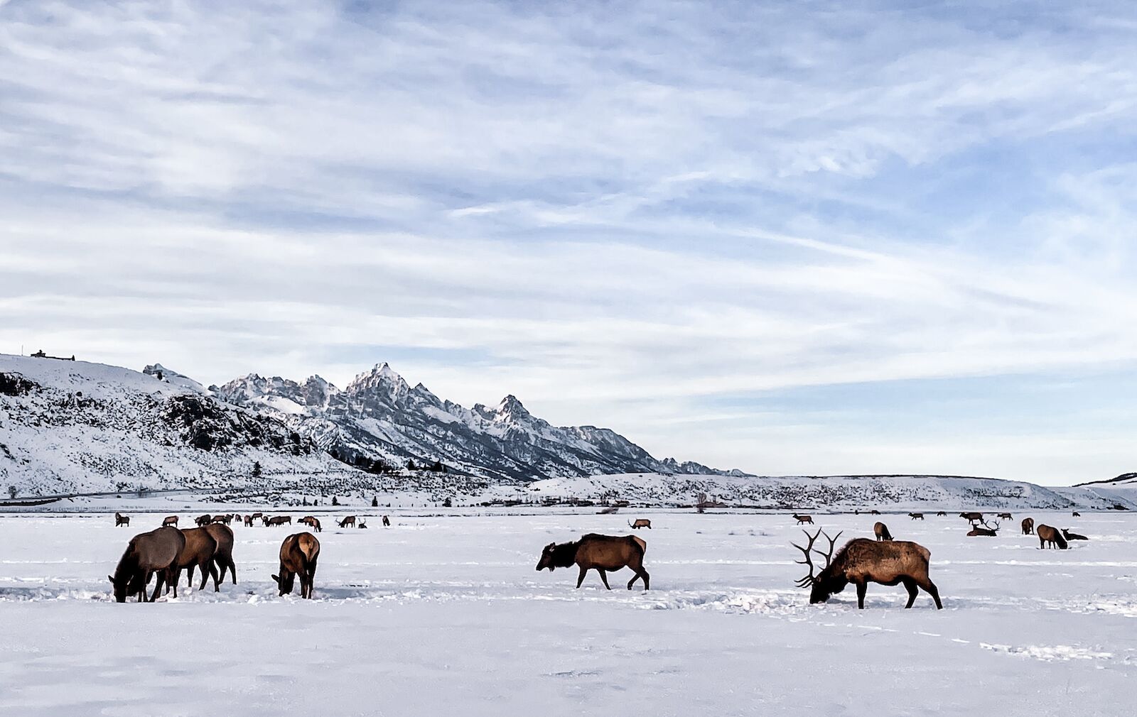 The National Elk Refuge suffers from far fewer overtourism issues on the weekdays