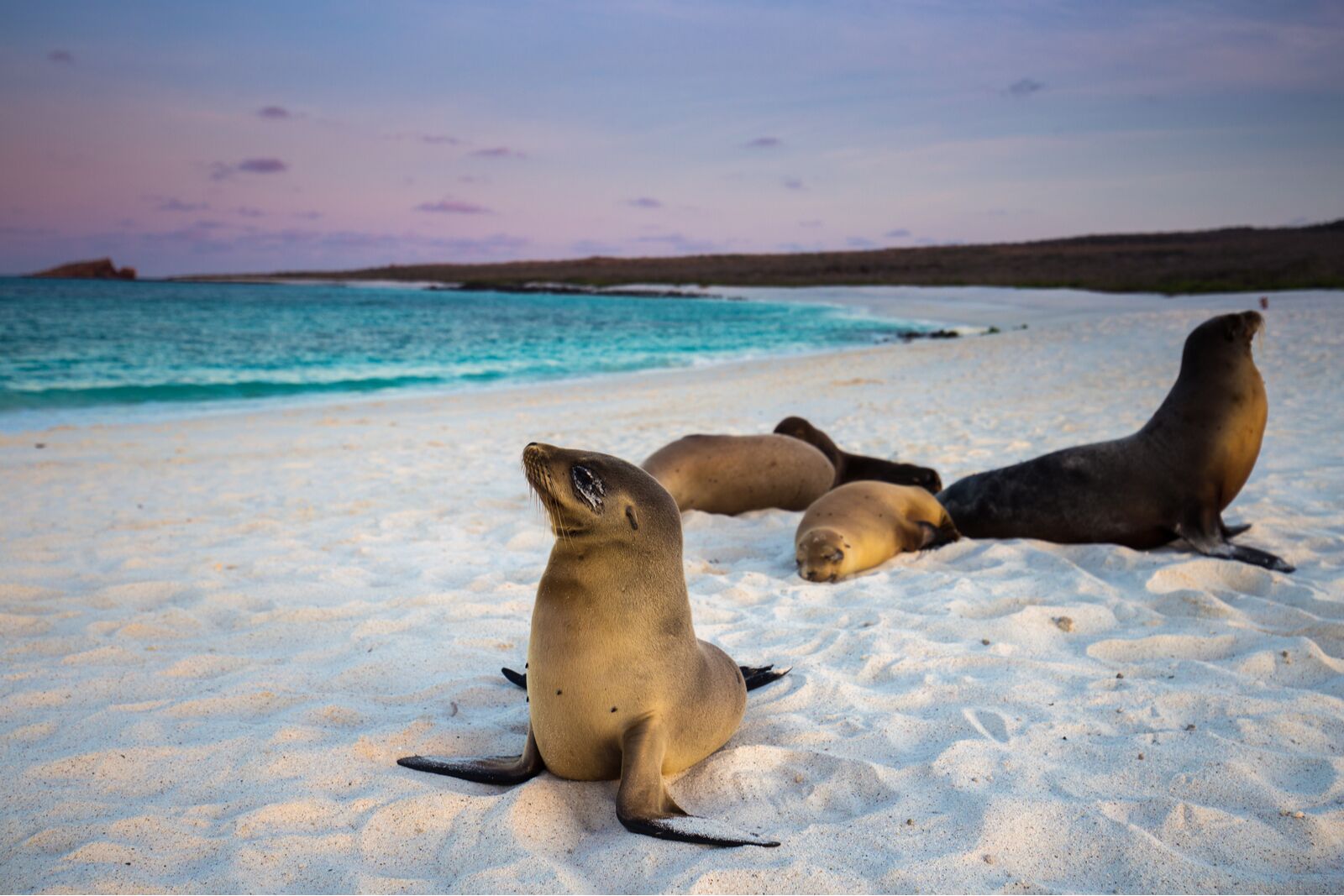 The Galapagos fishing ban will help species like the Galapagos sea lion, seen here 