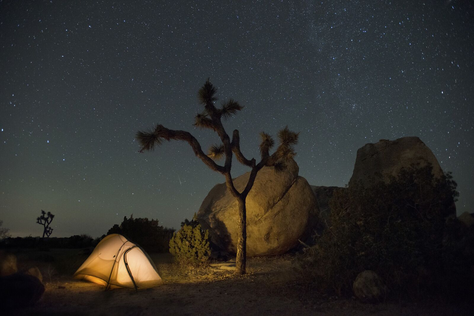 A starry skyframes this night view of Joshua trees and a campground tent at Joshua Tree National Park, California.