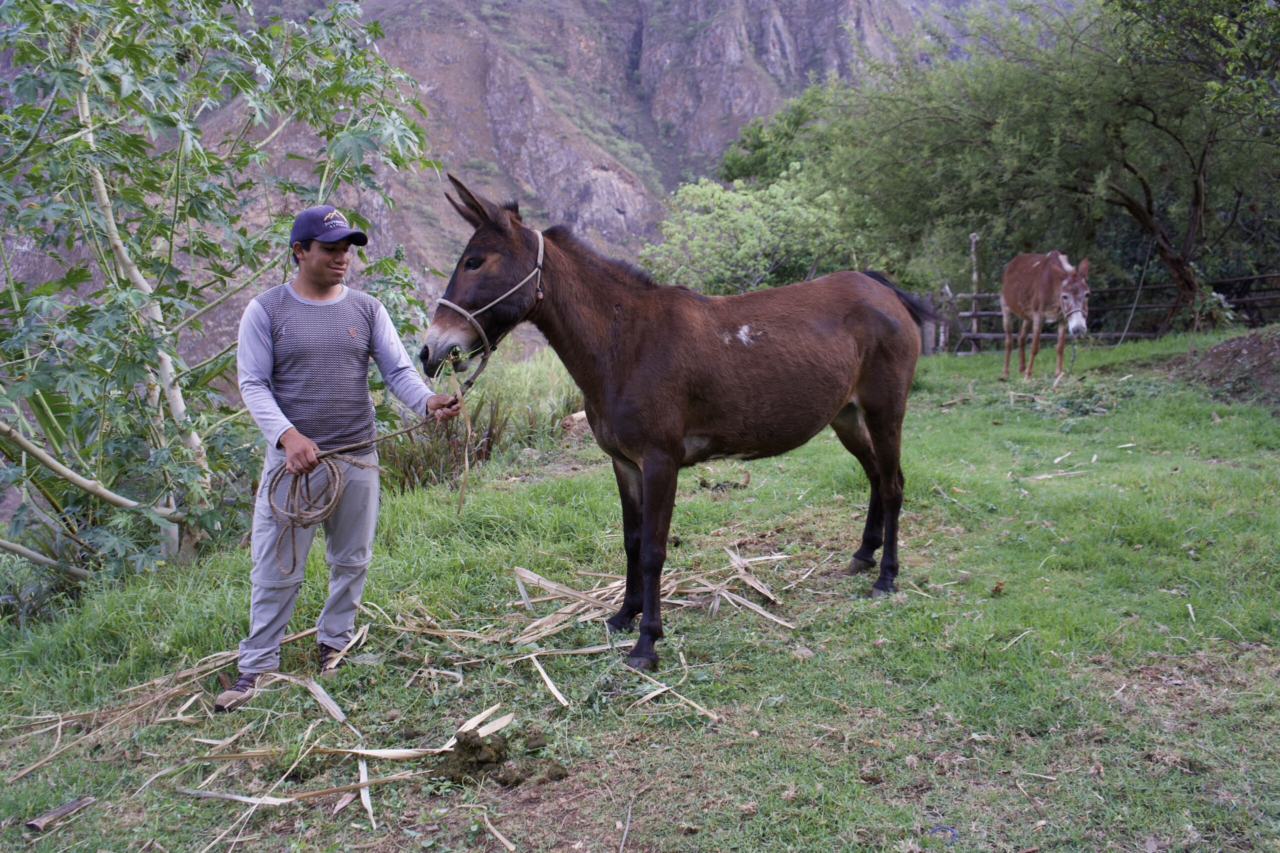 Maykol feeding his trekking mules