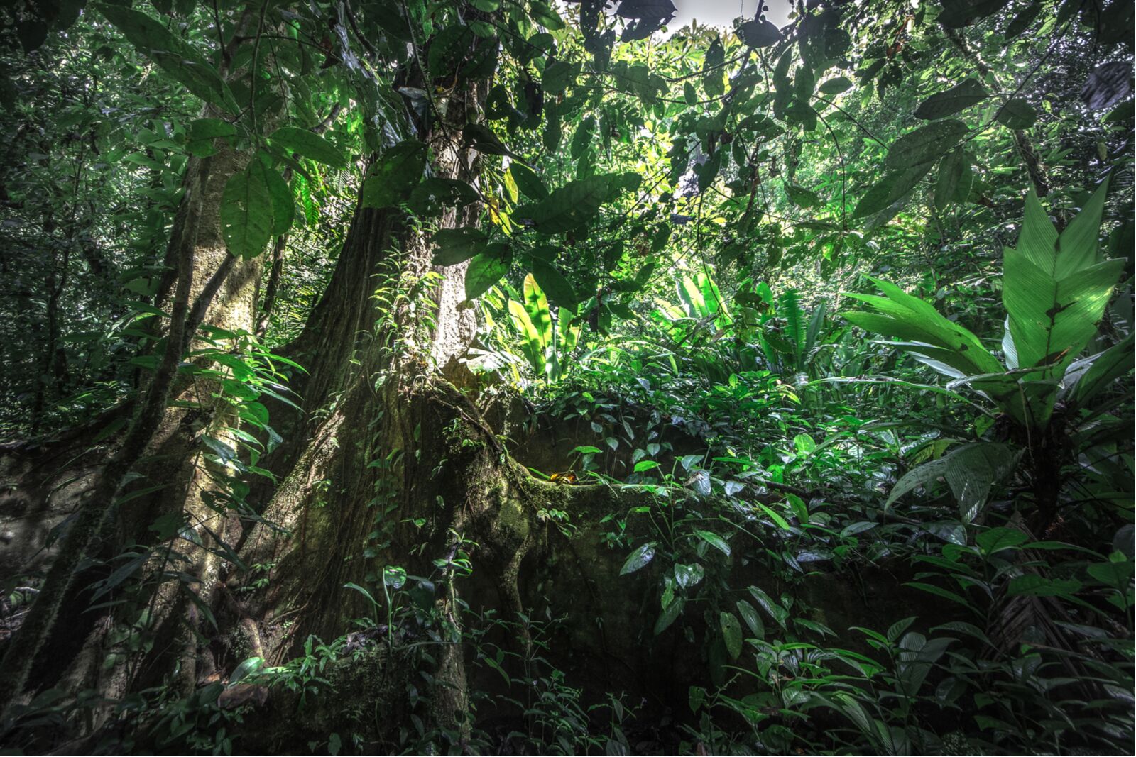 Old growth forest near Limon Costa Rica