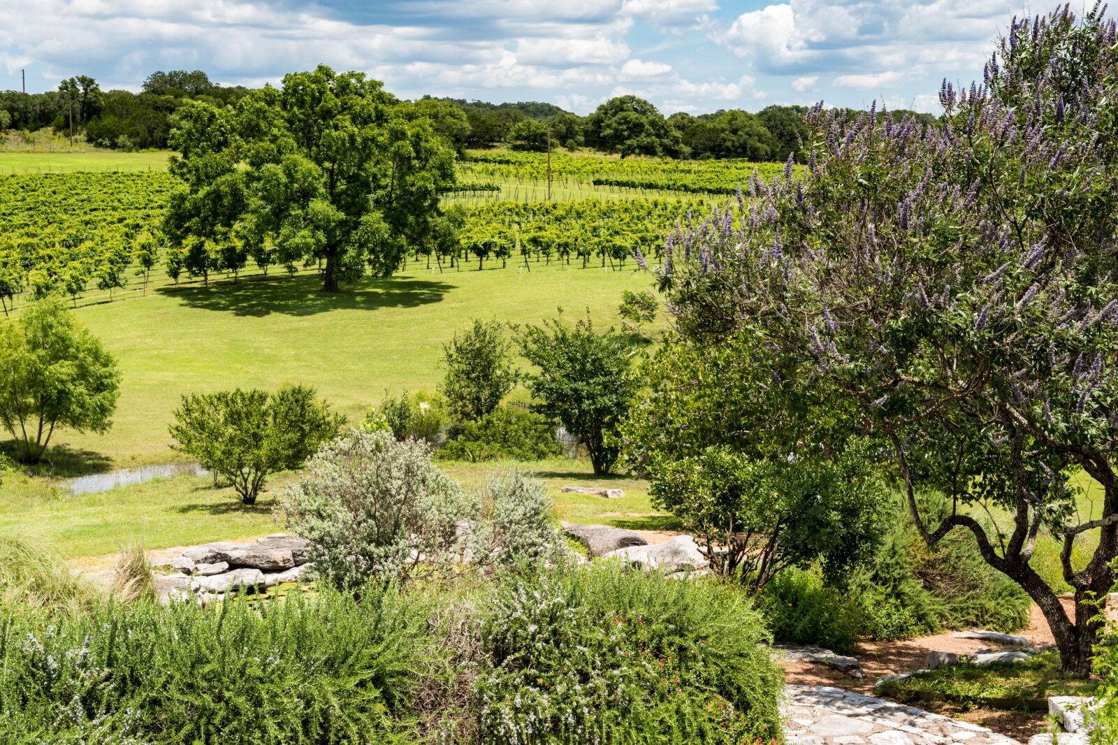 Small vineyard in the Texas hill country