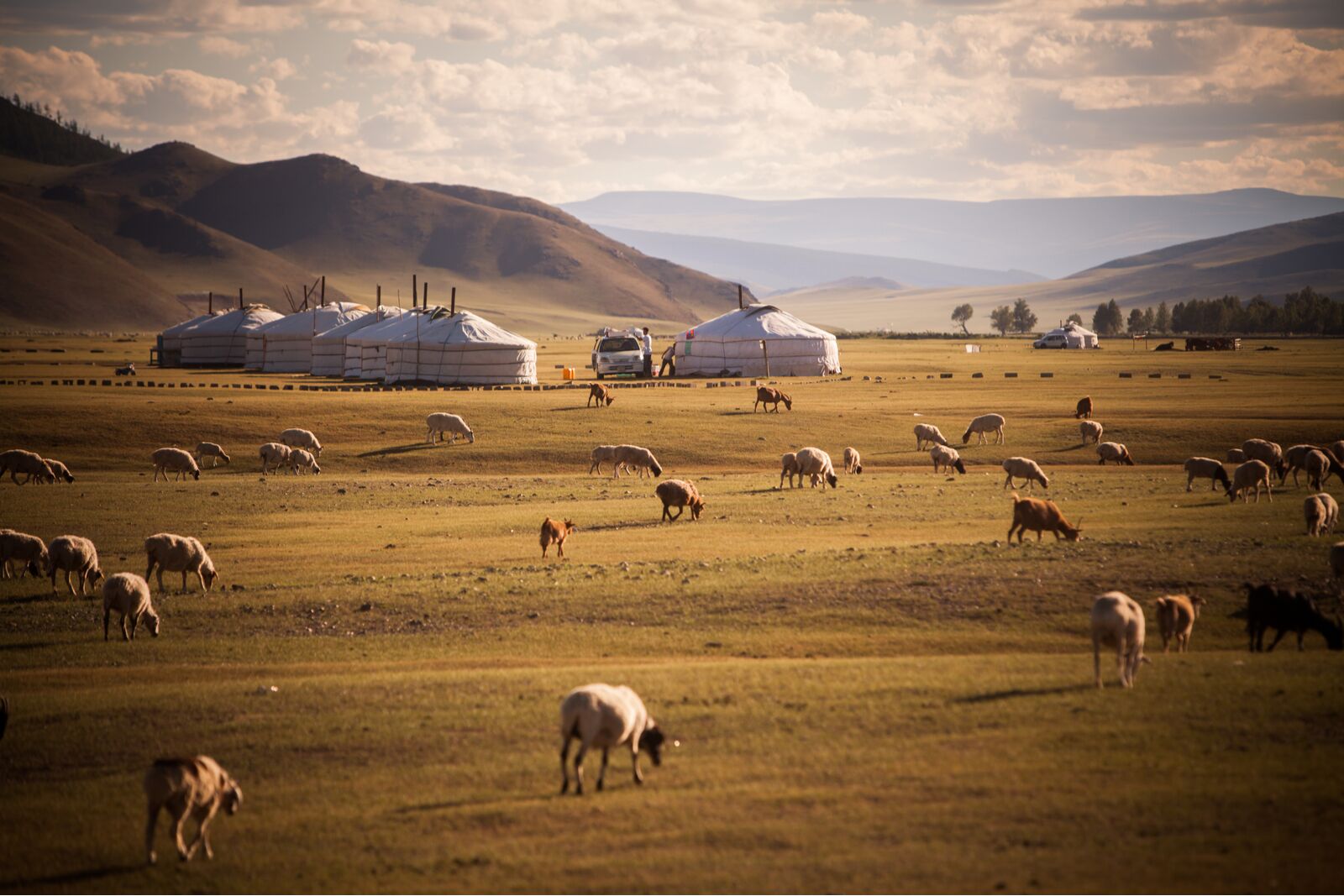 Gers in a field in Mongolia