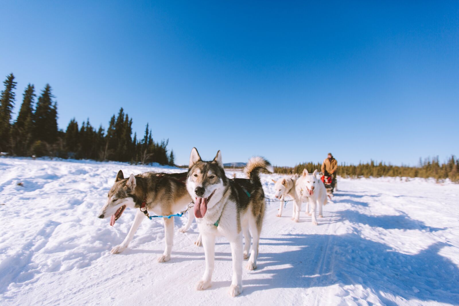 Dog sledding in Fairbank, Alaska in winter. Fairbanks is one of the best cold-weather Spring-Break destinations for 2022