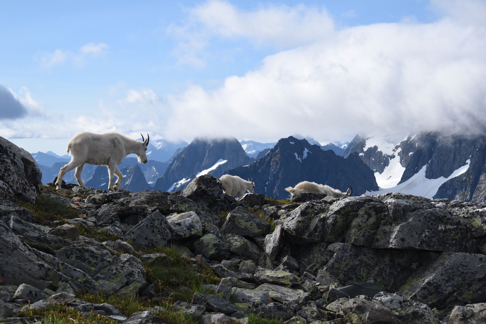 Goats atop Cascade Pass, one of the hardest hikes in the US national park system you can finish in a day