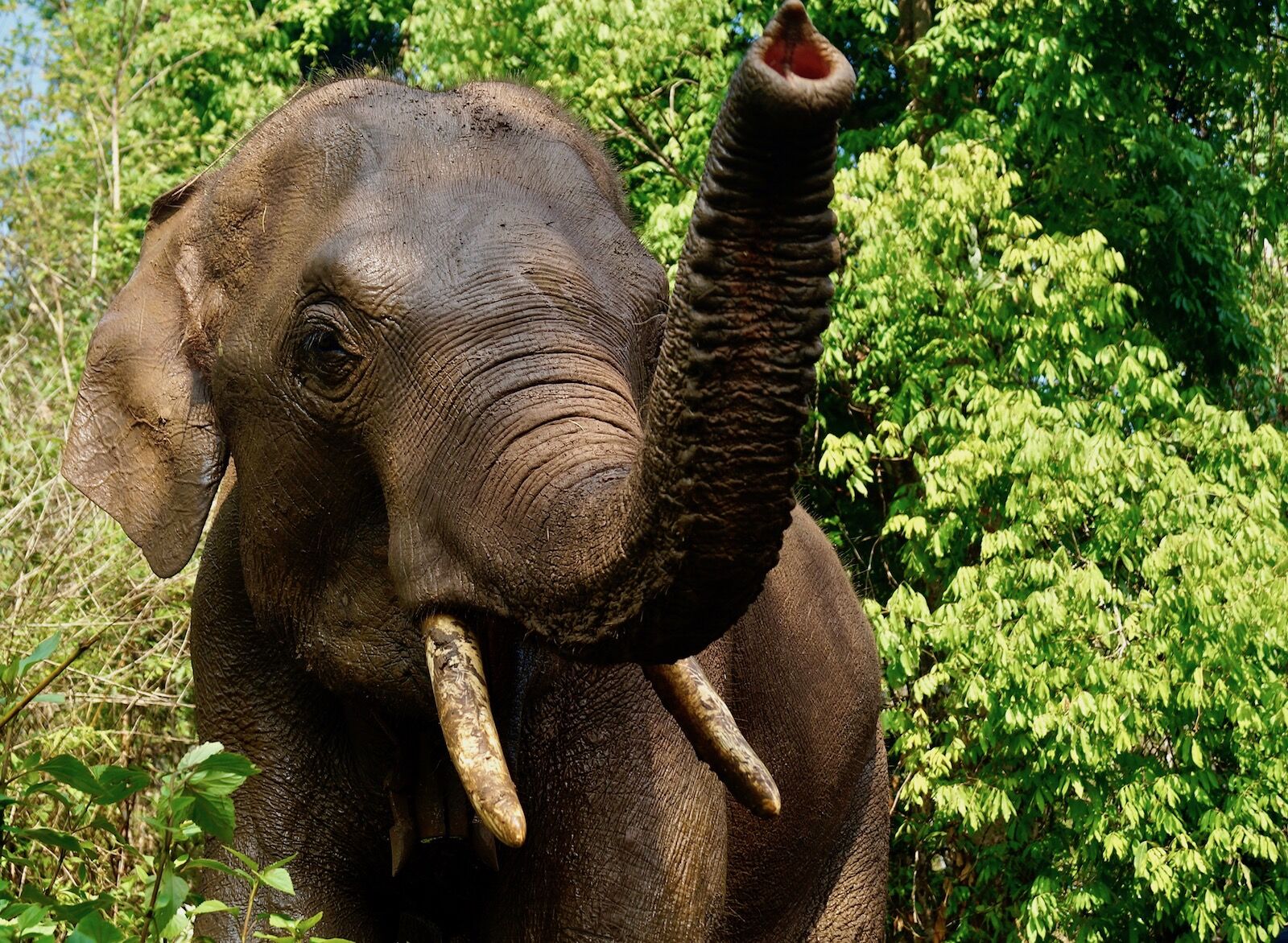 Elephant close up with trunk up - wildlife tourism