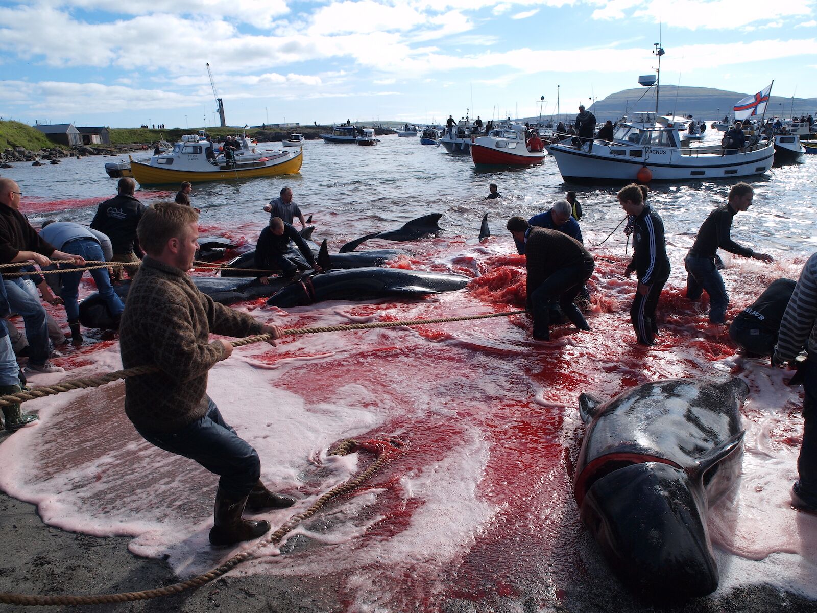 faroe islands whale hunt
