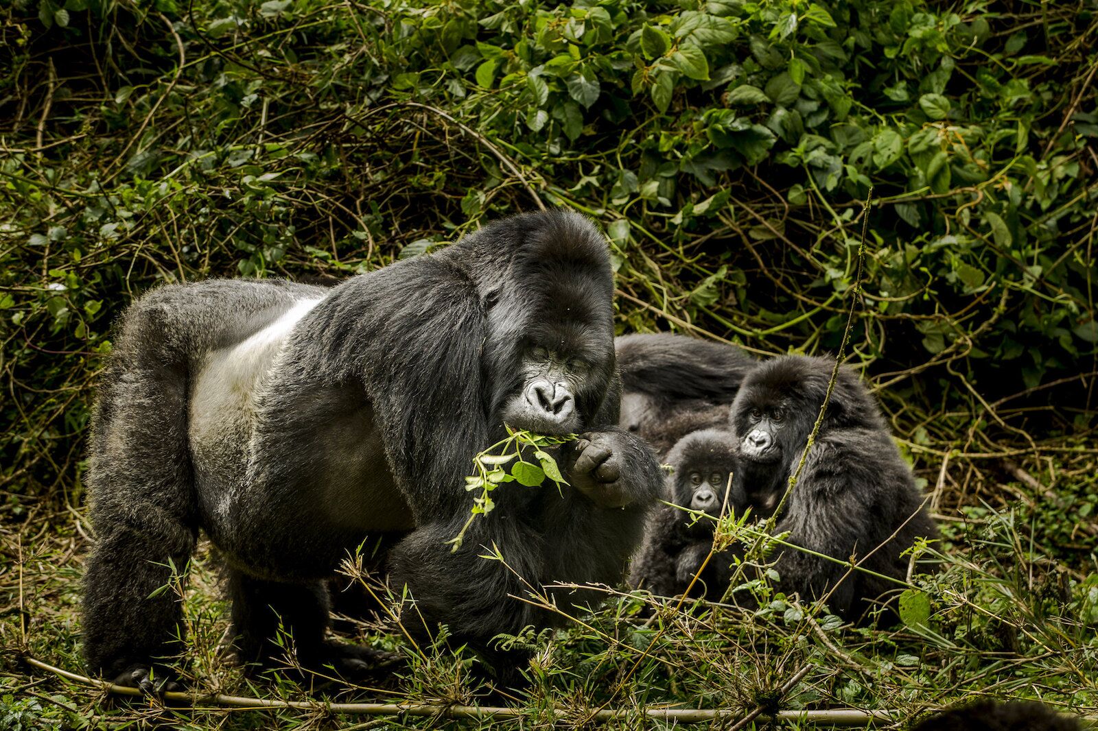 wildlife tourism - gorilla family in rwanda 