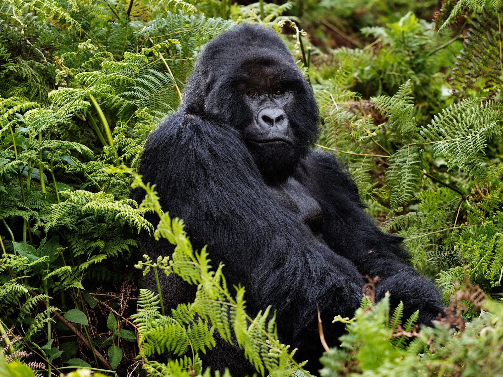 wildlife tourism - mountain gorilla in rwanda