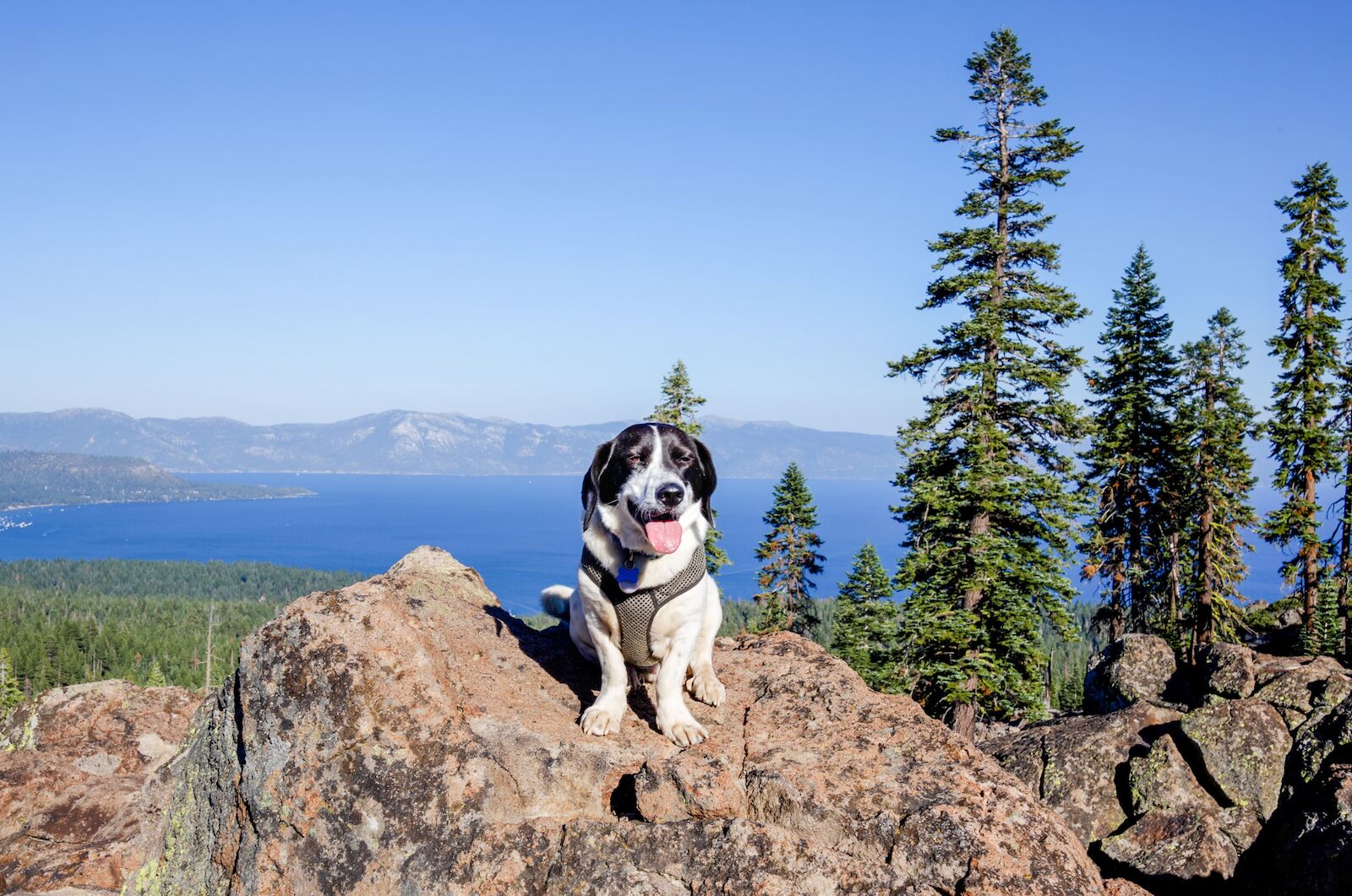 hiking tips and taboos - cute dog on rock