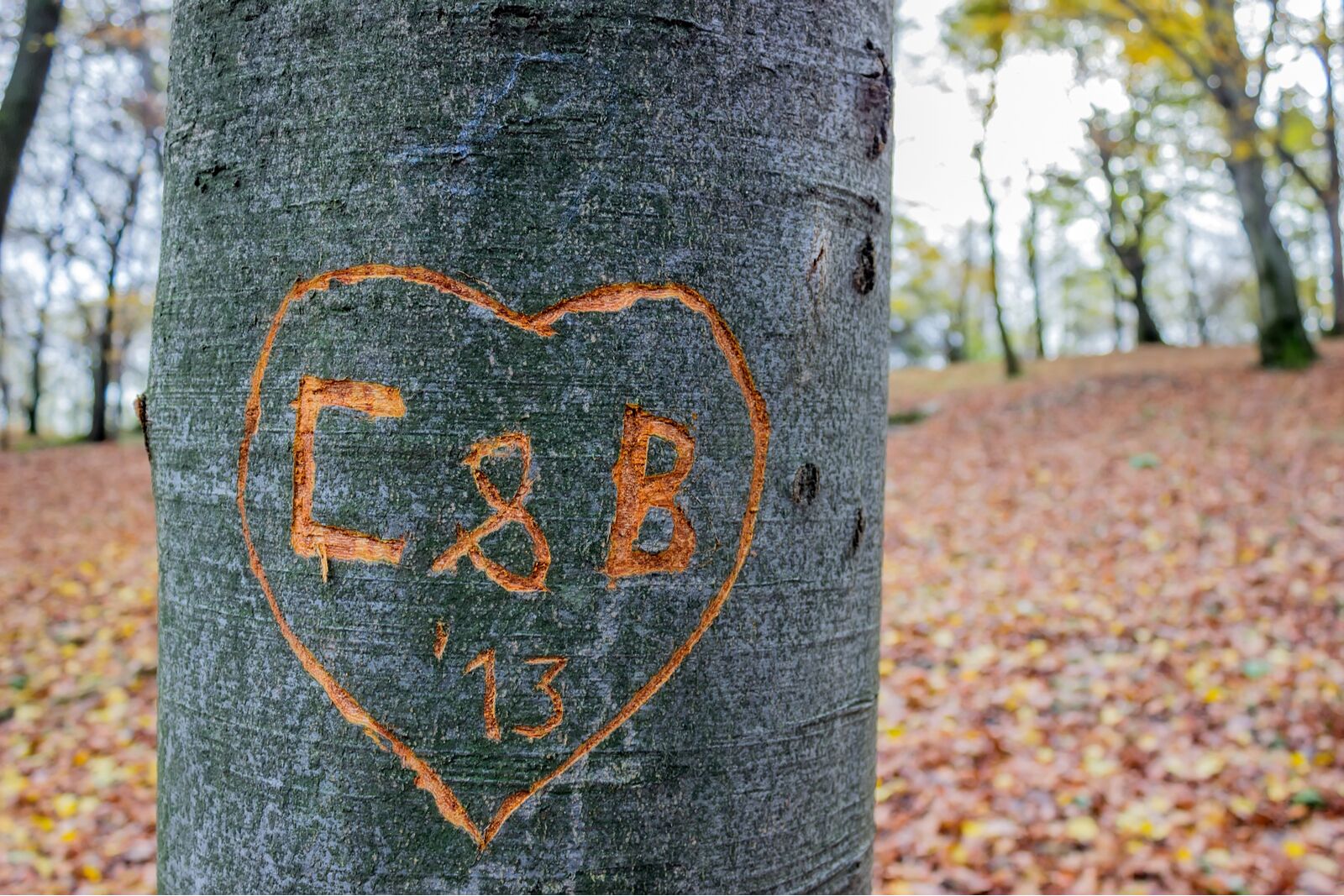 hiking tips and taboos - initials carved in tree