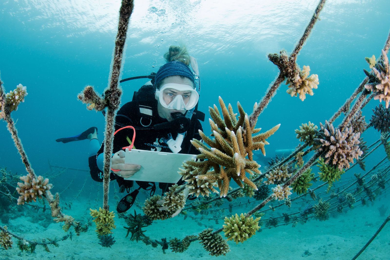 wildlife tourism - coral restoration dive