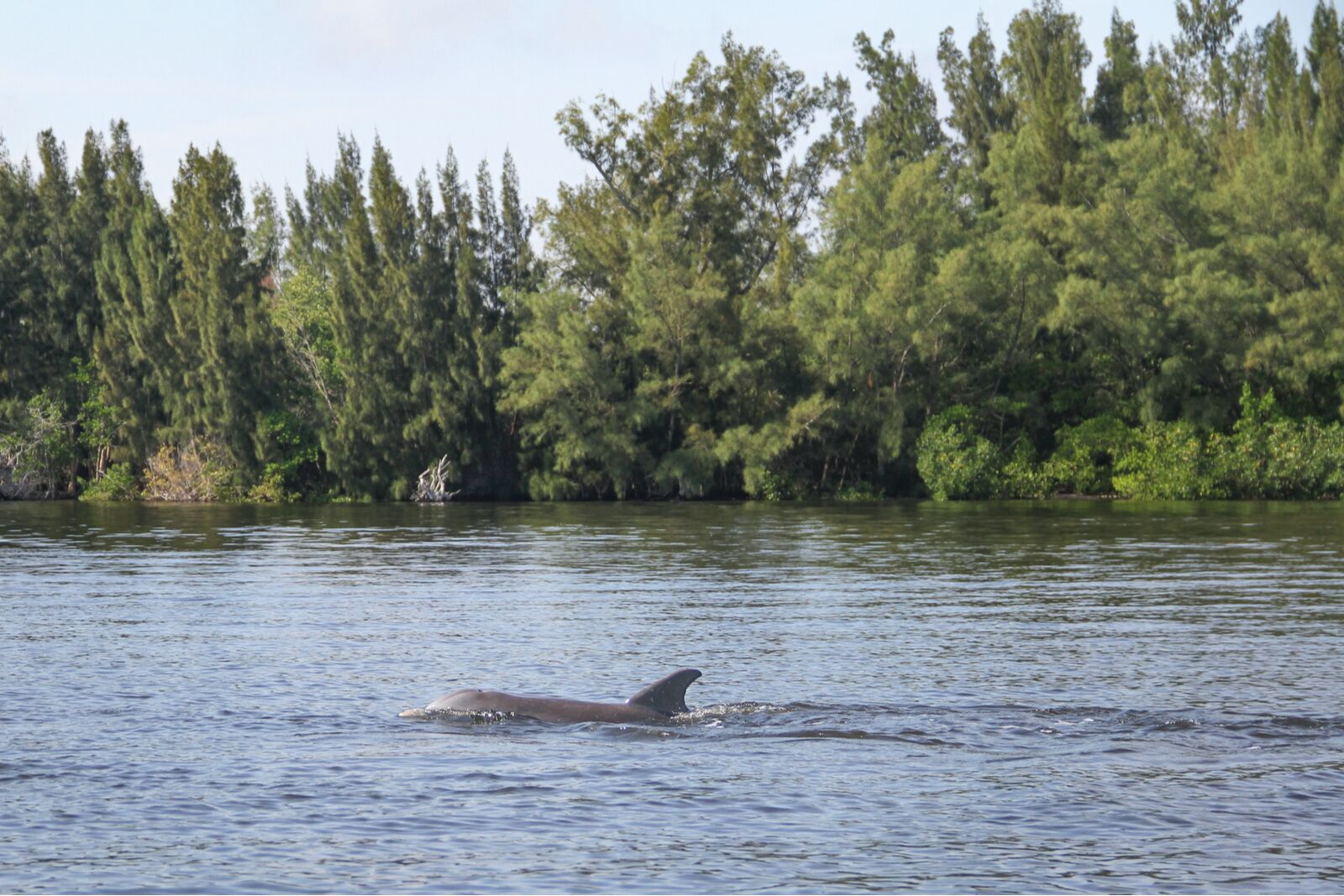 A dolphin swimming in the Indian River Lagoon