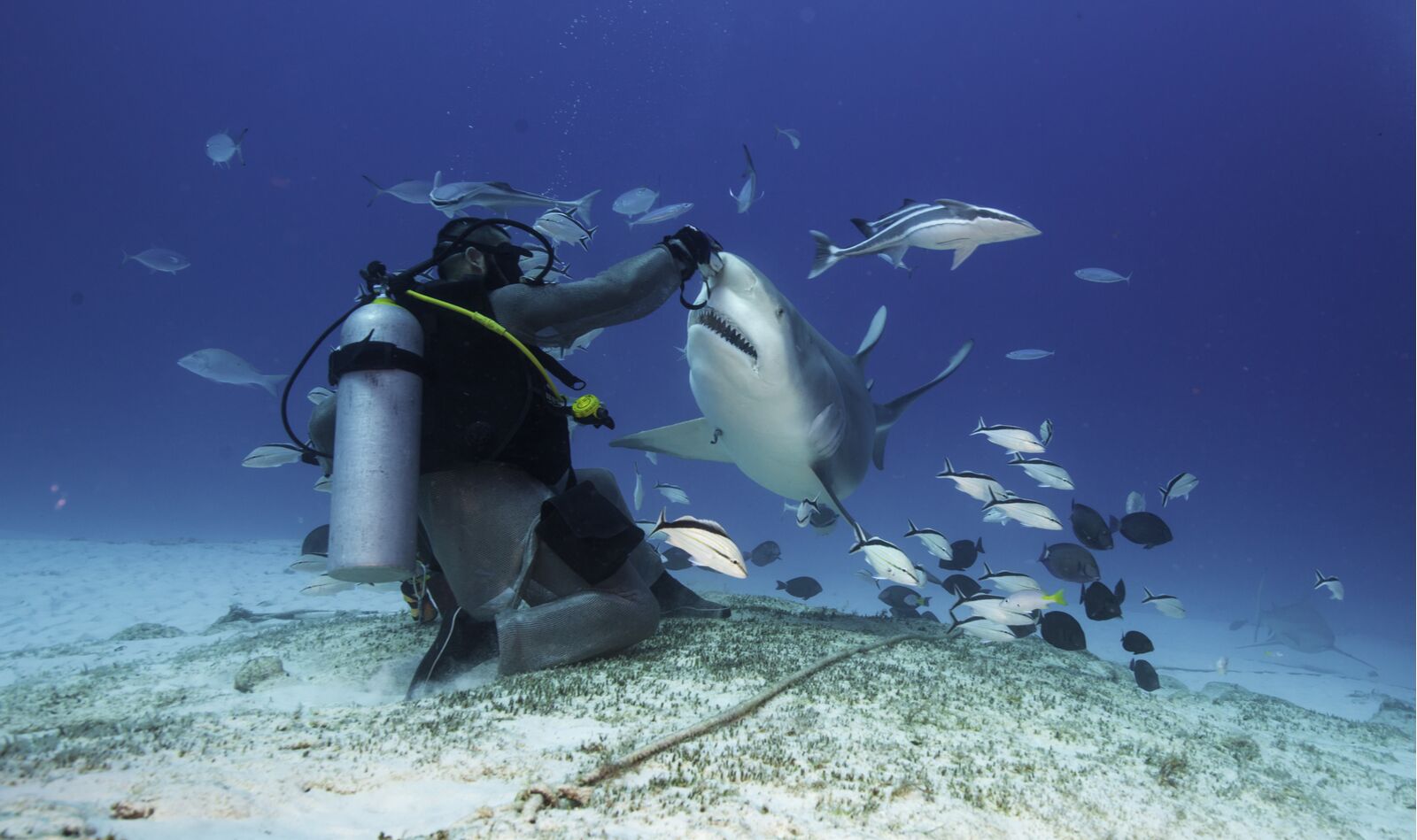Feeding wild animals has been known to increase encounters between humans and sharks 