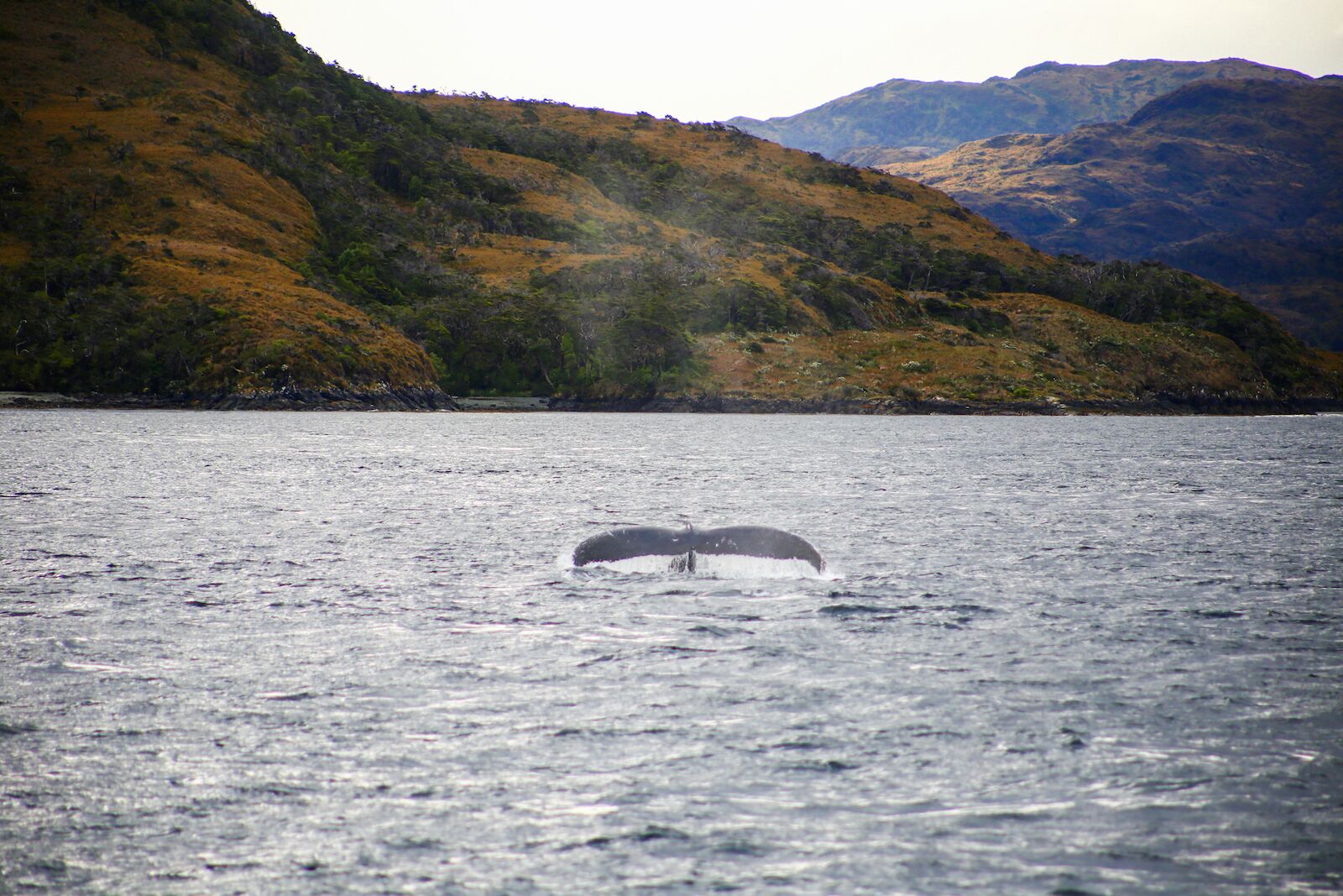 A whale tail spotted from the boat of a wildlife tourism experience in Chile